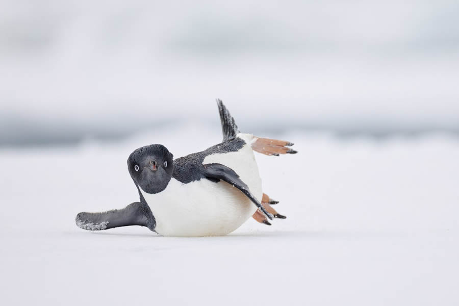 Bird Photographer of the year 2024 winners