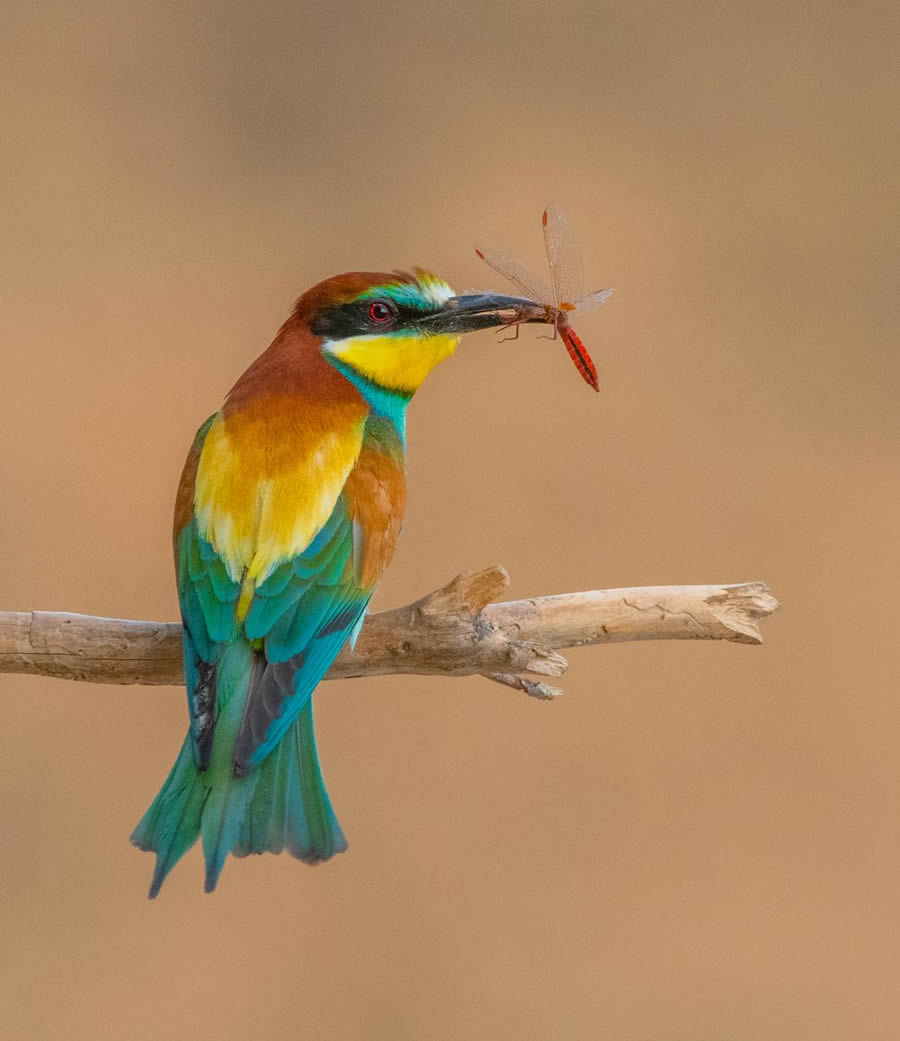 Bird Photographer of the year 2024 winners