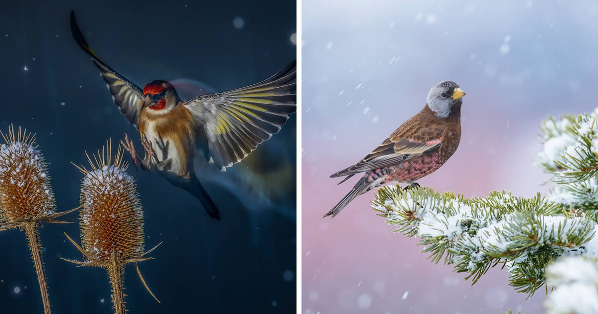 30 Fantastic Winning Photos From The 2024 Bird Photographer Of The Year