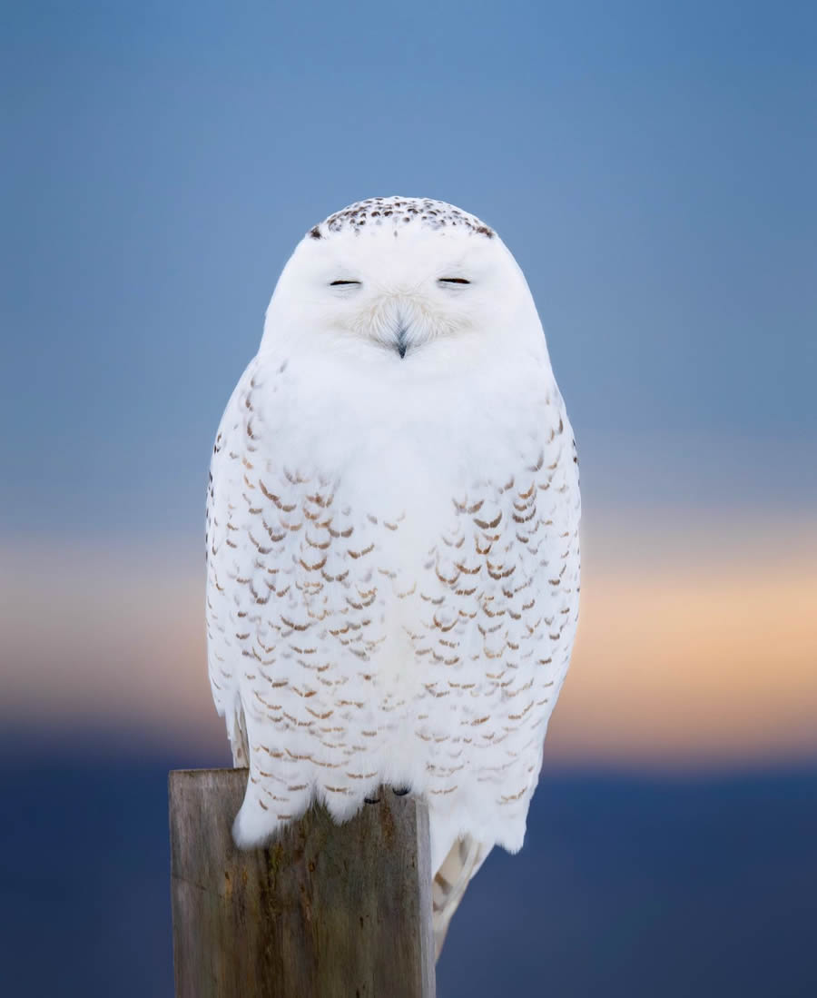 Beautiful Owl Birds Photography By Theodore Emery