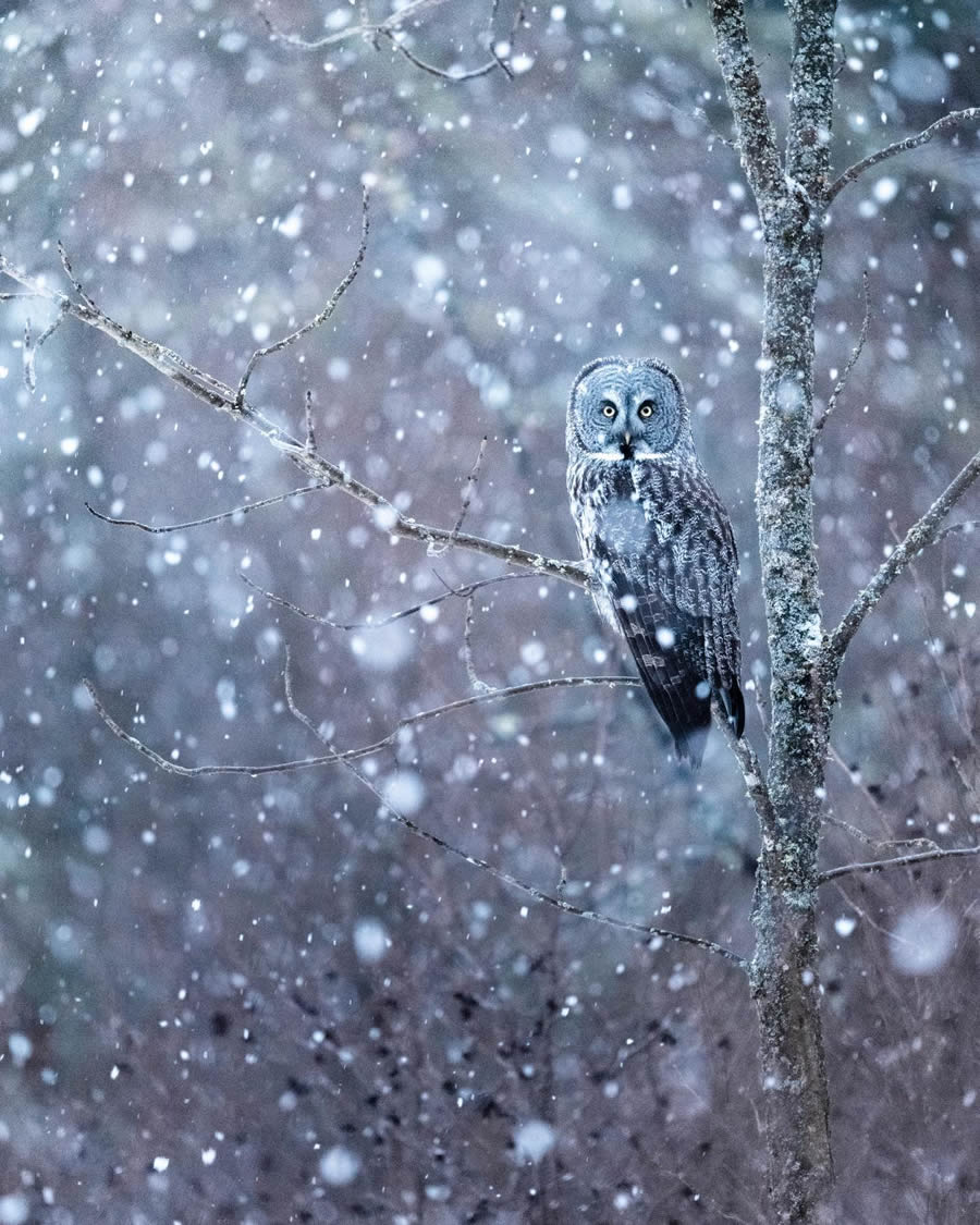 Beautiful Owl Birds Photography By Theodore Emery