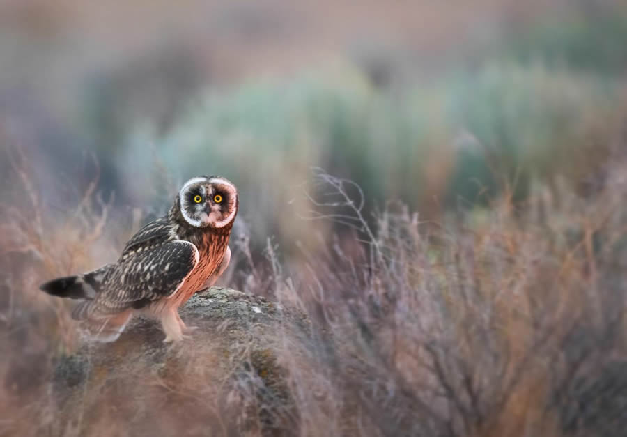 Beautiful Owl Birds Photography By Theodore Emery