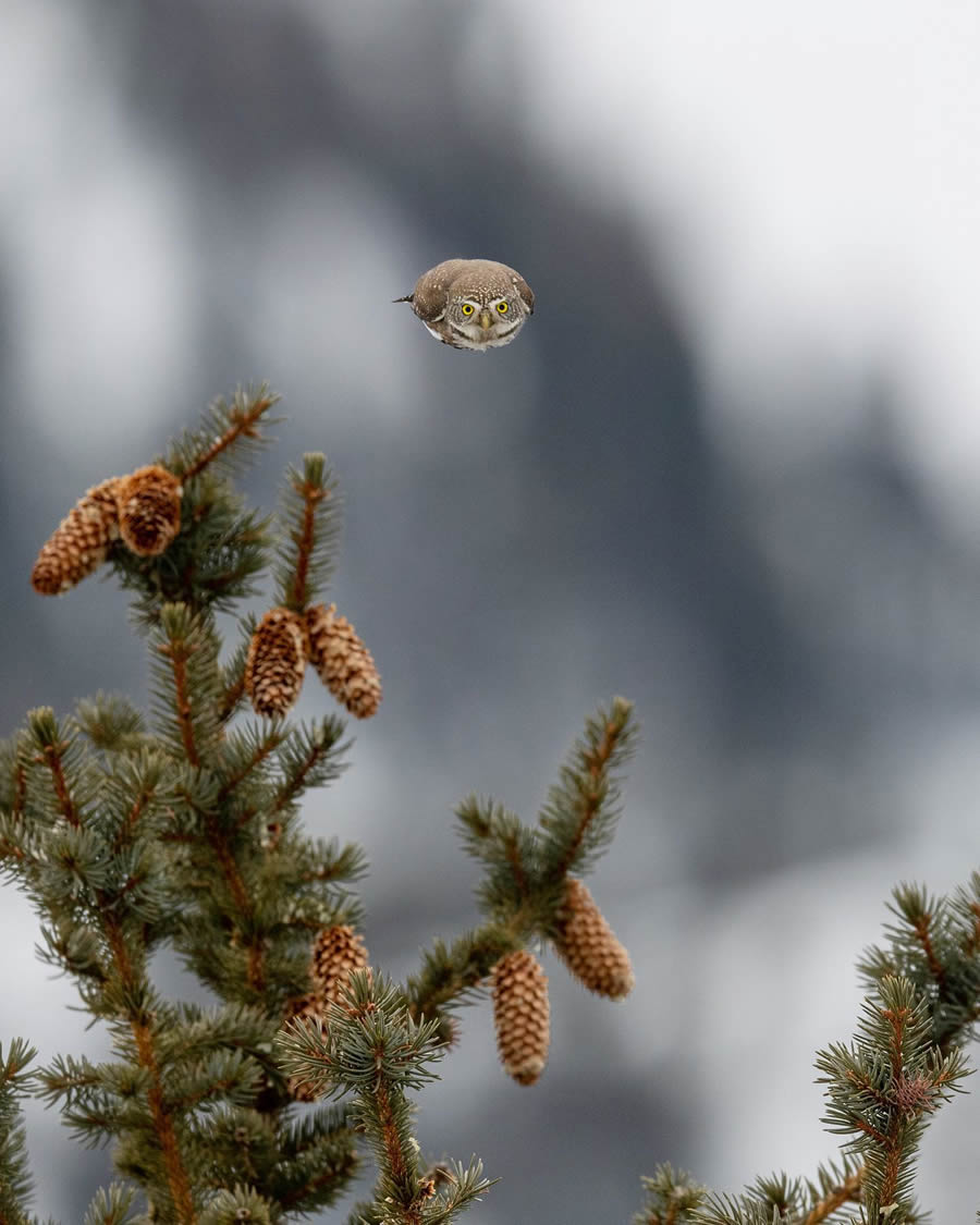 Beautiful Owl Birds Photography By Theodore Emery