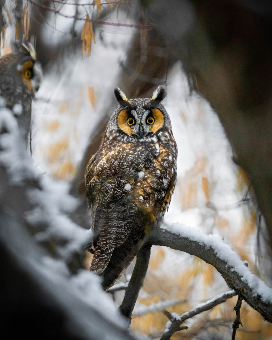 Beautiful Owl Birds Photography By Theodore Emery