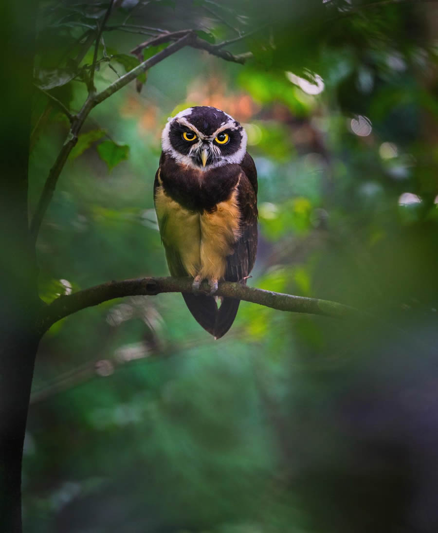 Beautiful Owl Birds Photography By Theodore Emery