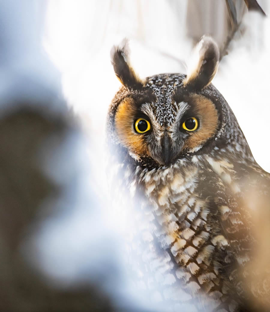 Beautiful Owl Birds Photography By Theodore Emery