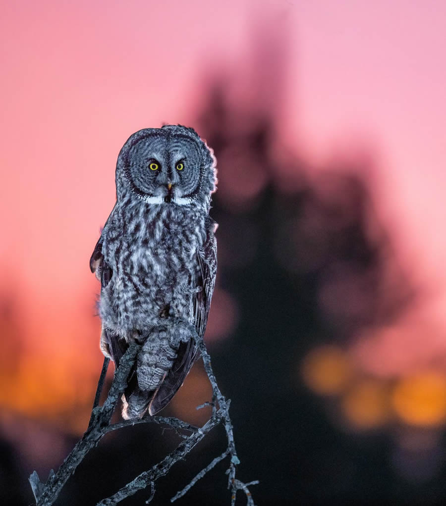 Beautiful Owl Birds Photography By Theodore Emery