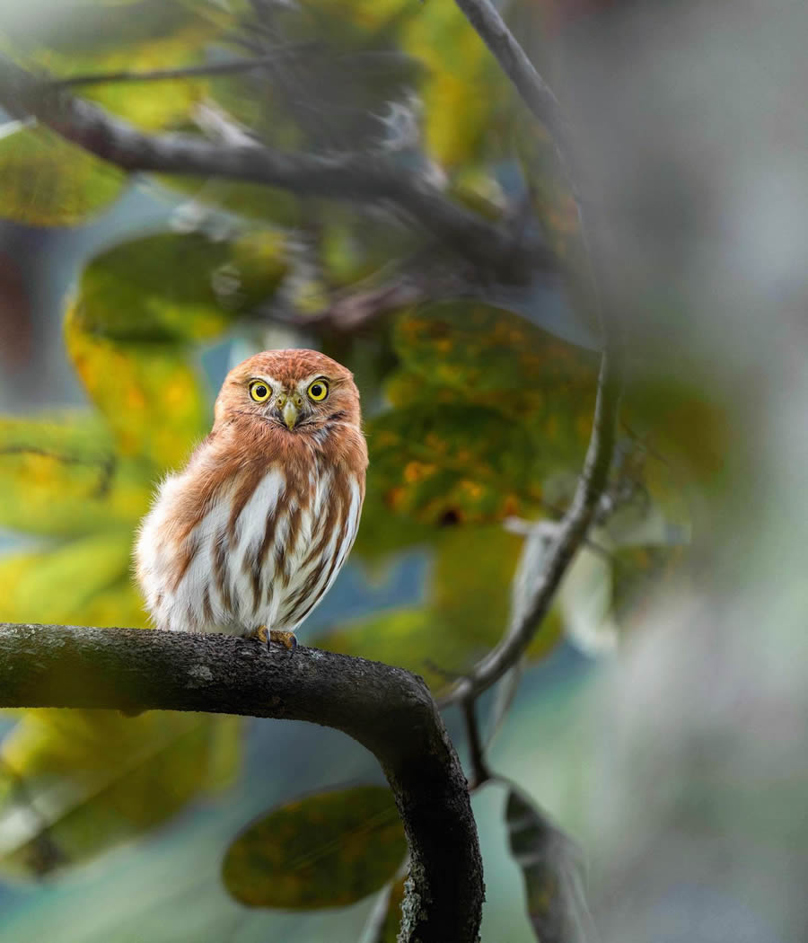 Beautiful Owl Birds Photography By Theodore Emery