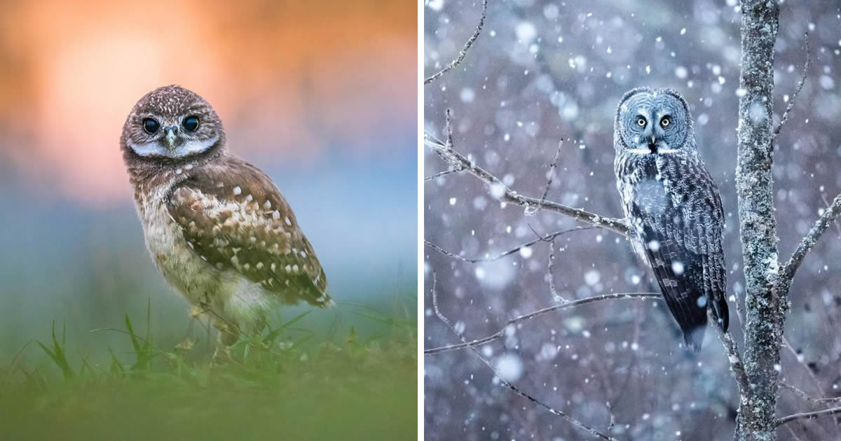 Bird Photographer Theodore Emery Captures Enchanting Photos Of Owls