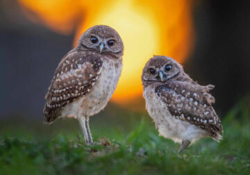 Beautiful Owl Birds Photography By Theodore Emery