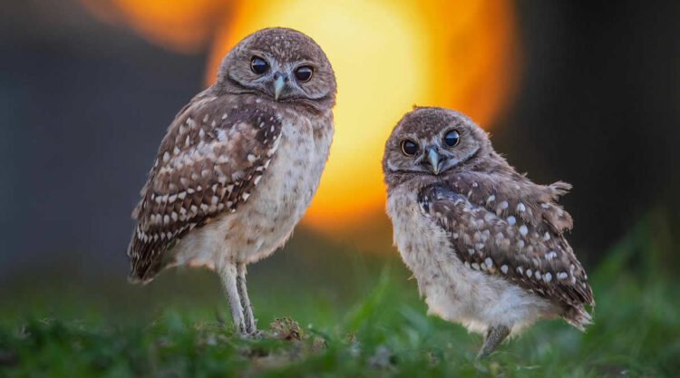 Beautiful Owl Birds Photography By Theodore Emery