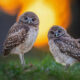 Beautiful Owl Birds Photography By Theodore Emery