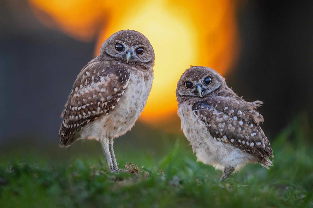 Beautiful Owl Birds Photography By Theodore Emery