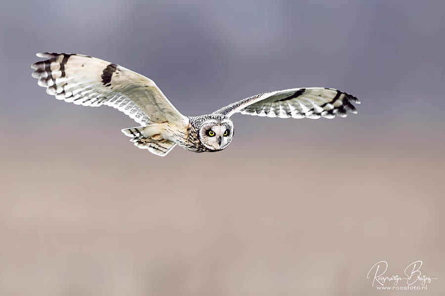 Dutch Photographer Roosmarijn Bruijns Captures Beautiful Photos of Birds in Their Natural Habitat