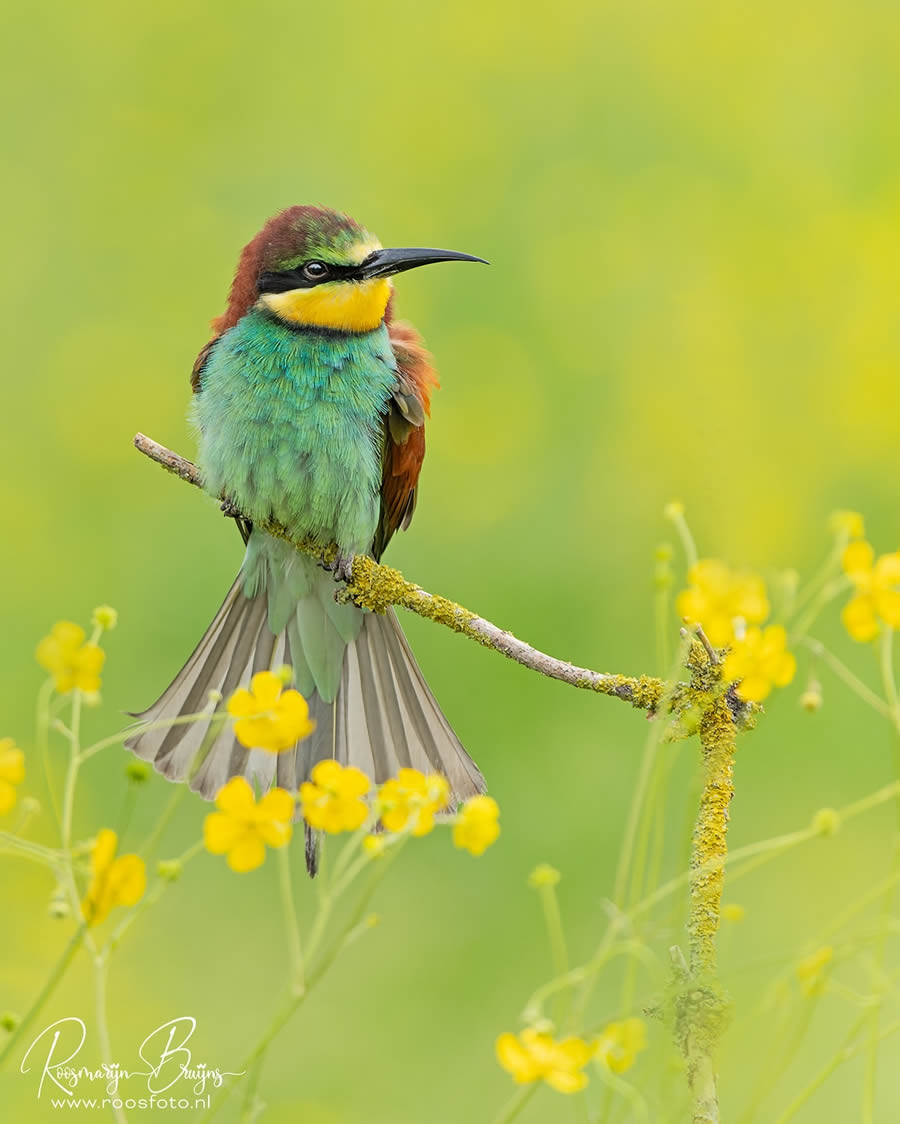 Beautiful Bird Photography By Roosmarijn Bruijns