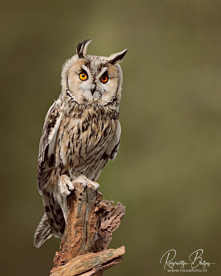 Beautiful Bird Photography By Roosmarijn Bruijns