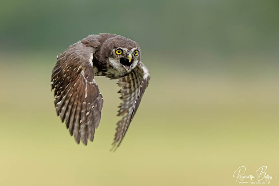 Beautiful Bird Photography By Roosmarijn Bruijns