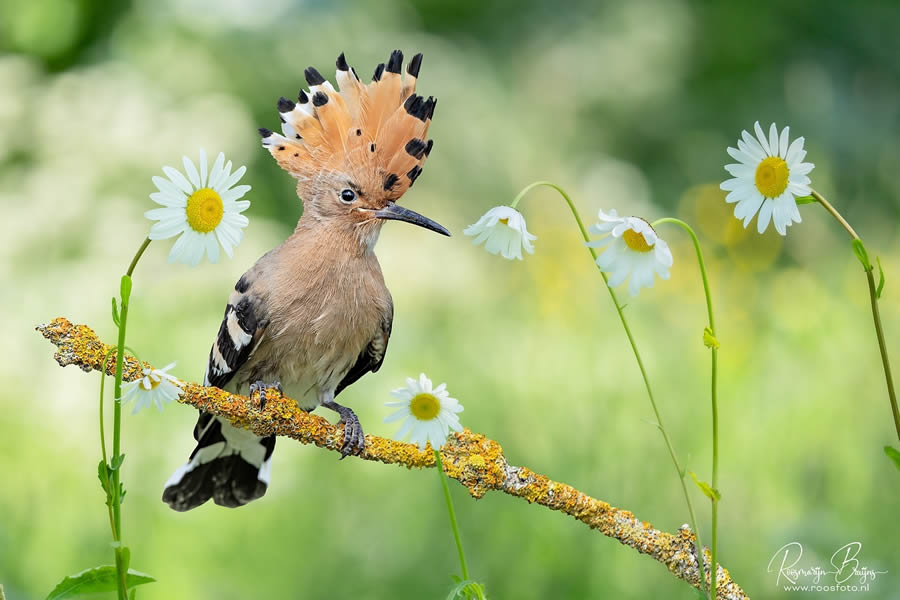 Beautiful Bird Photography By Roosmarijn Bruijns