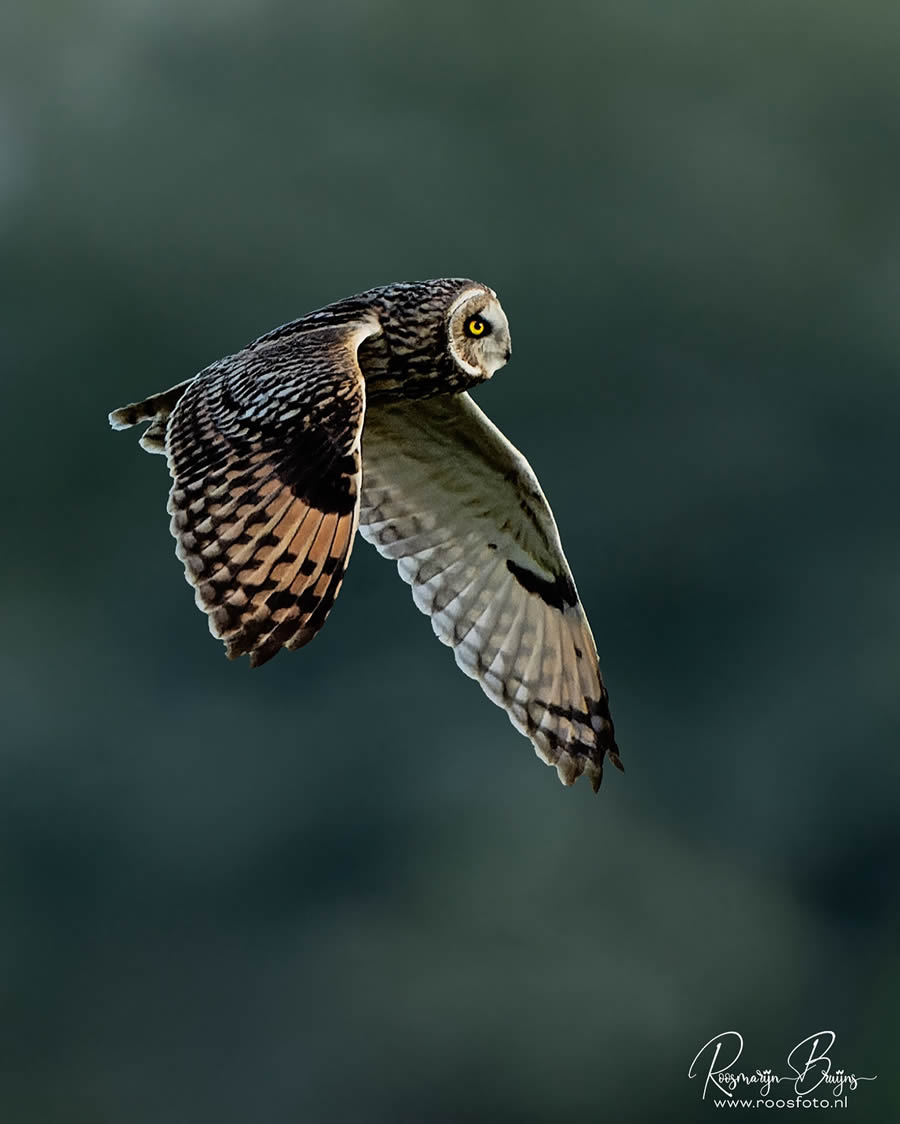 Beautiful Bird Photography By Roosmarijn Bruijns