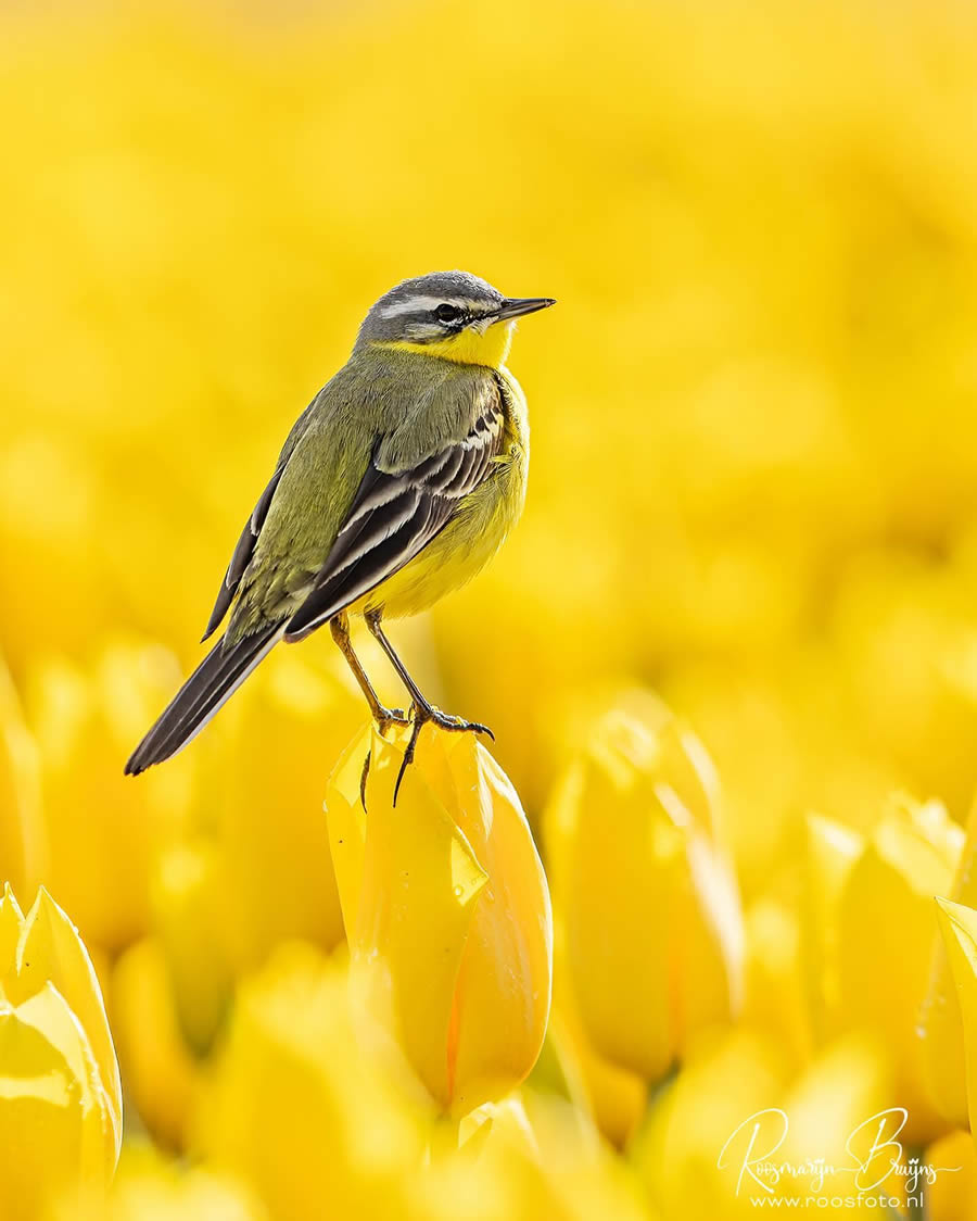 Beautiful Bird Photography By Roosmarijn Bruijns