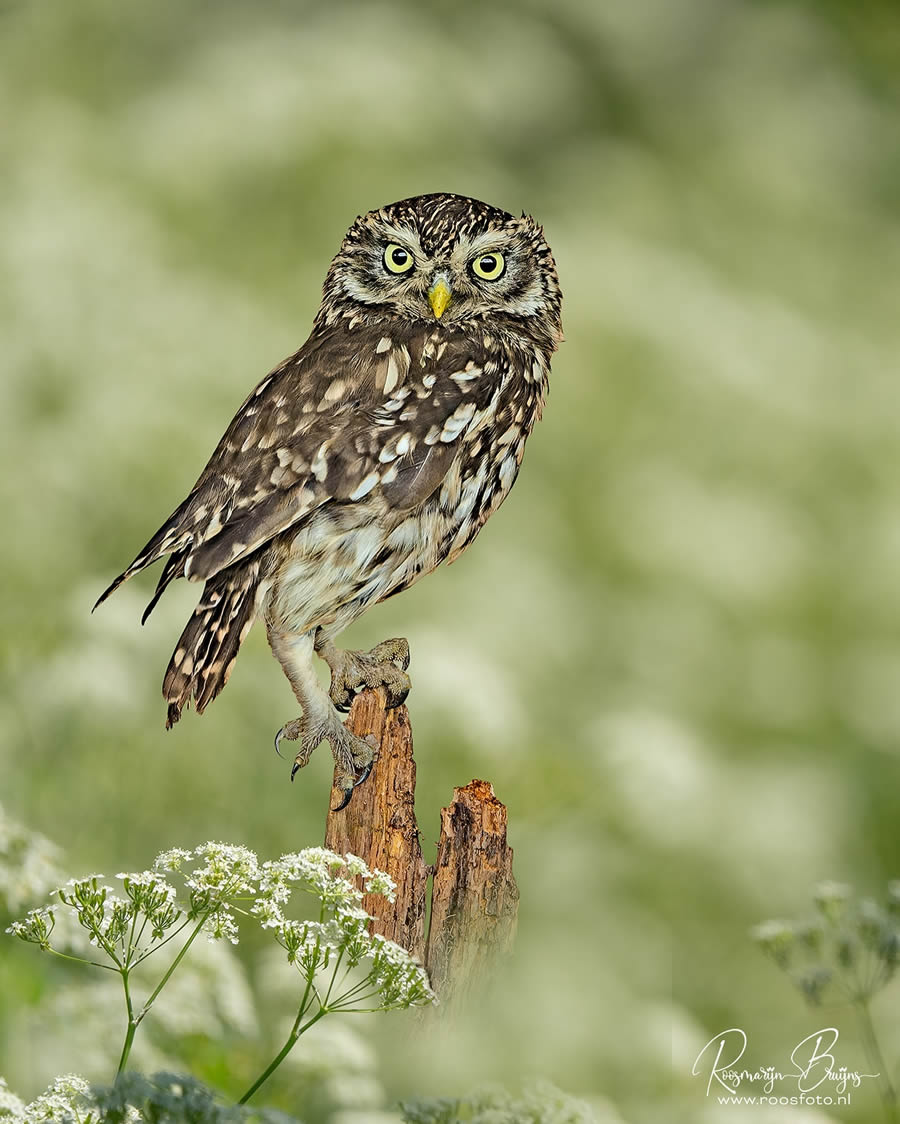 Beautiful Bird Photography By Roosmarijn Bruijns