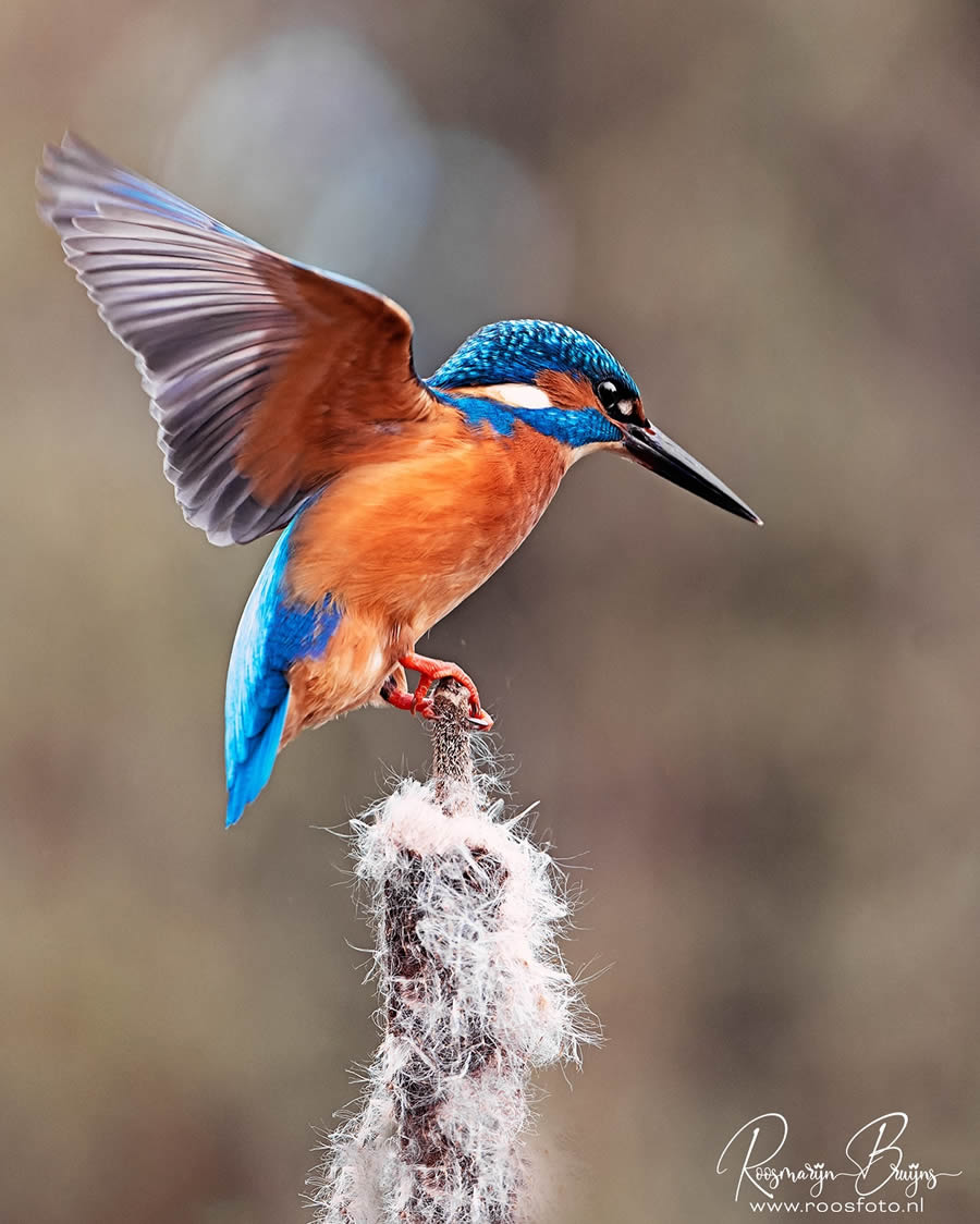 Beautiful Bird Photography By Roosmarijn Bruijns