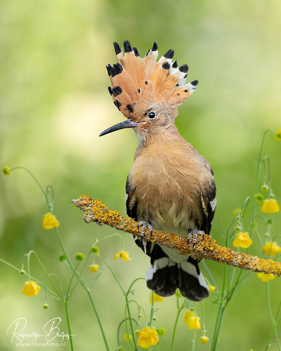 Beautiful Bird Photography By Roosmarijn Bruijns