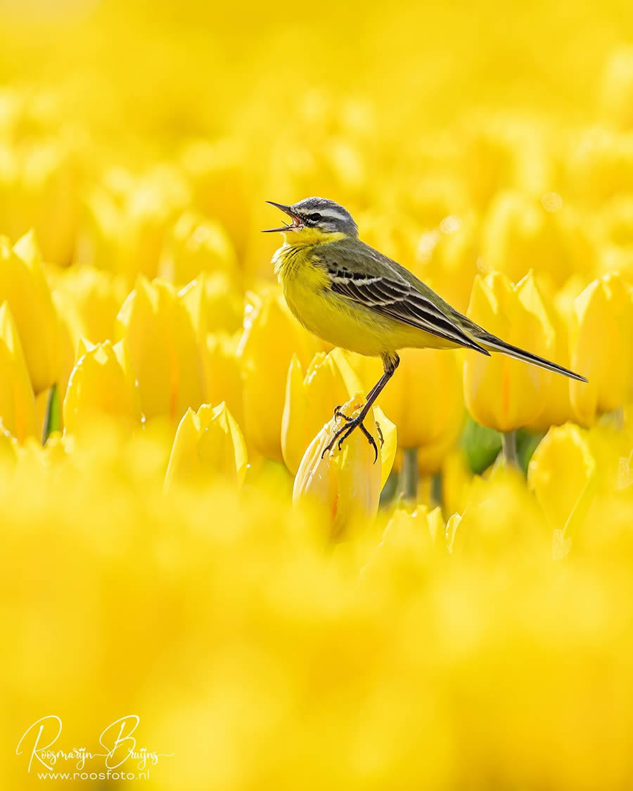 Beautiful Bird Photography By Roosmarijn Bruijns