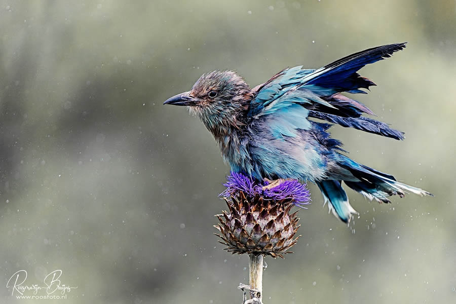 Beautiful Bird Photography By Roosmarijn Bruijns