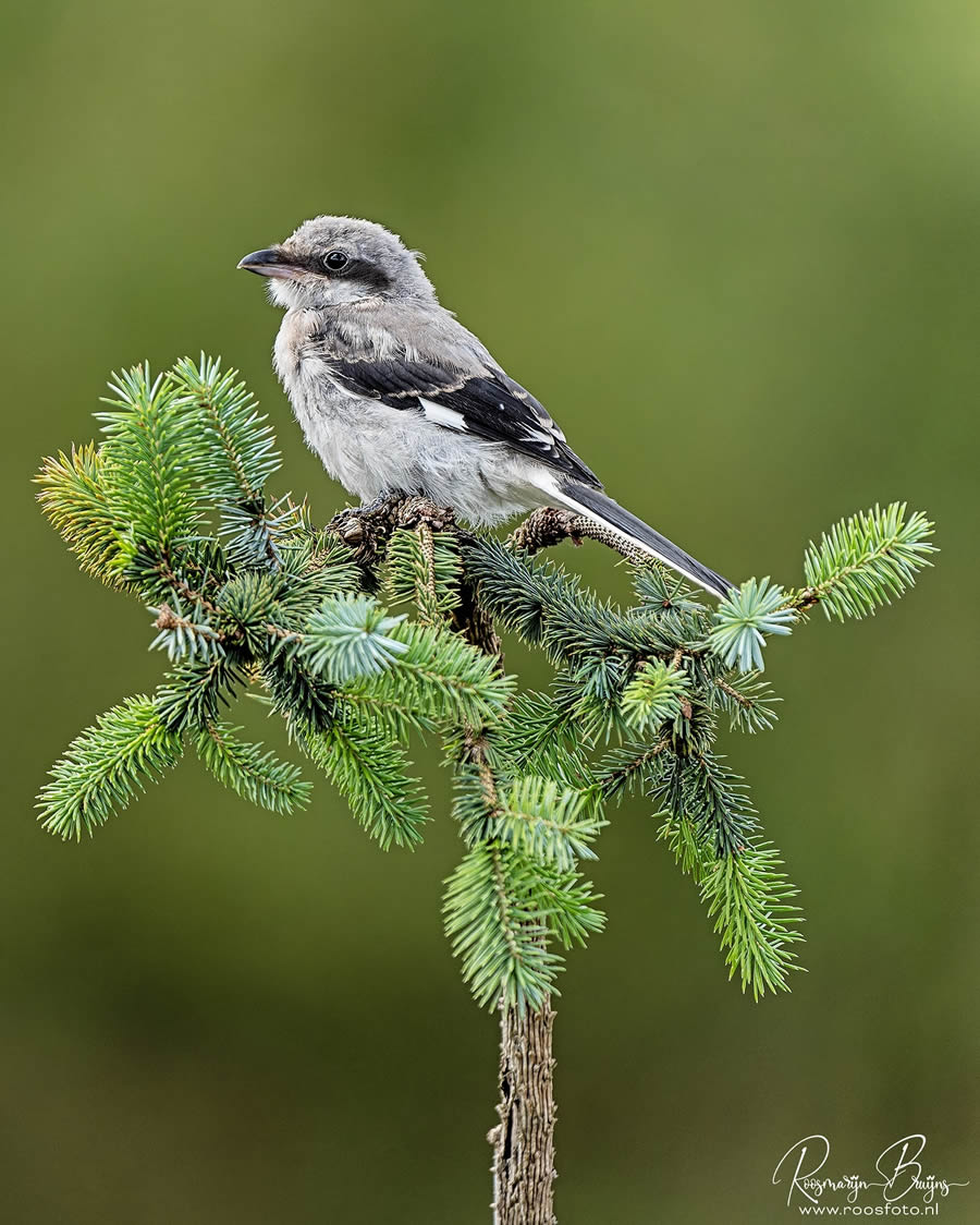 Beautiful Bird Photography By Roosmarijn Bruijns