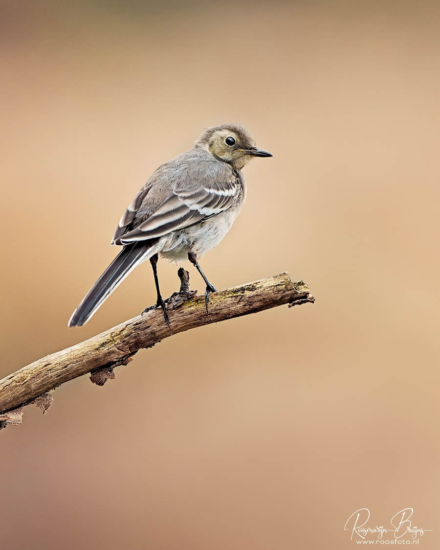 Beautiful Bird Photography By Roosmarijn Bruijns