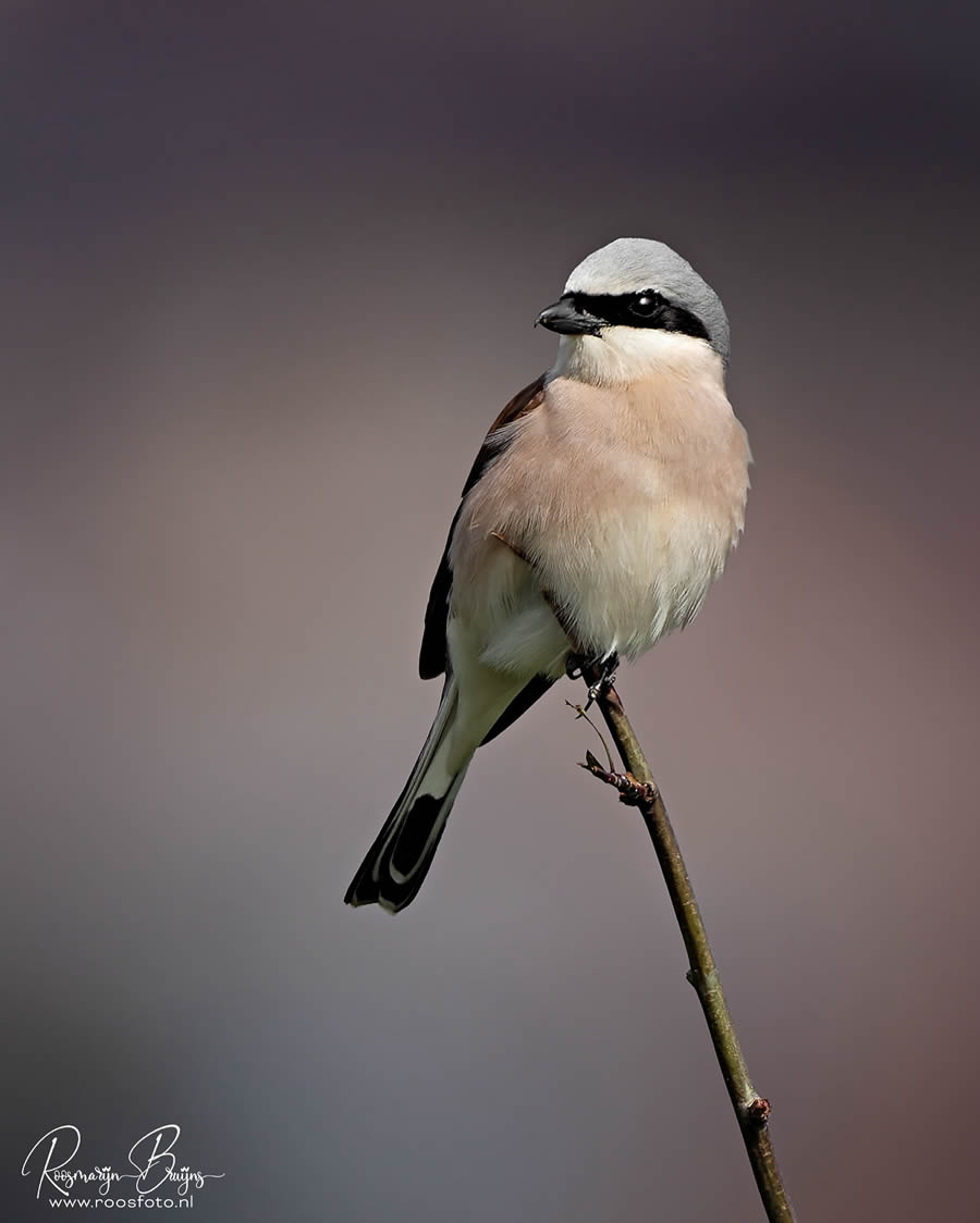 Beautiful Bird Photography By Roosmarijn Bruijns