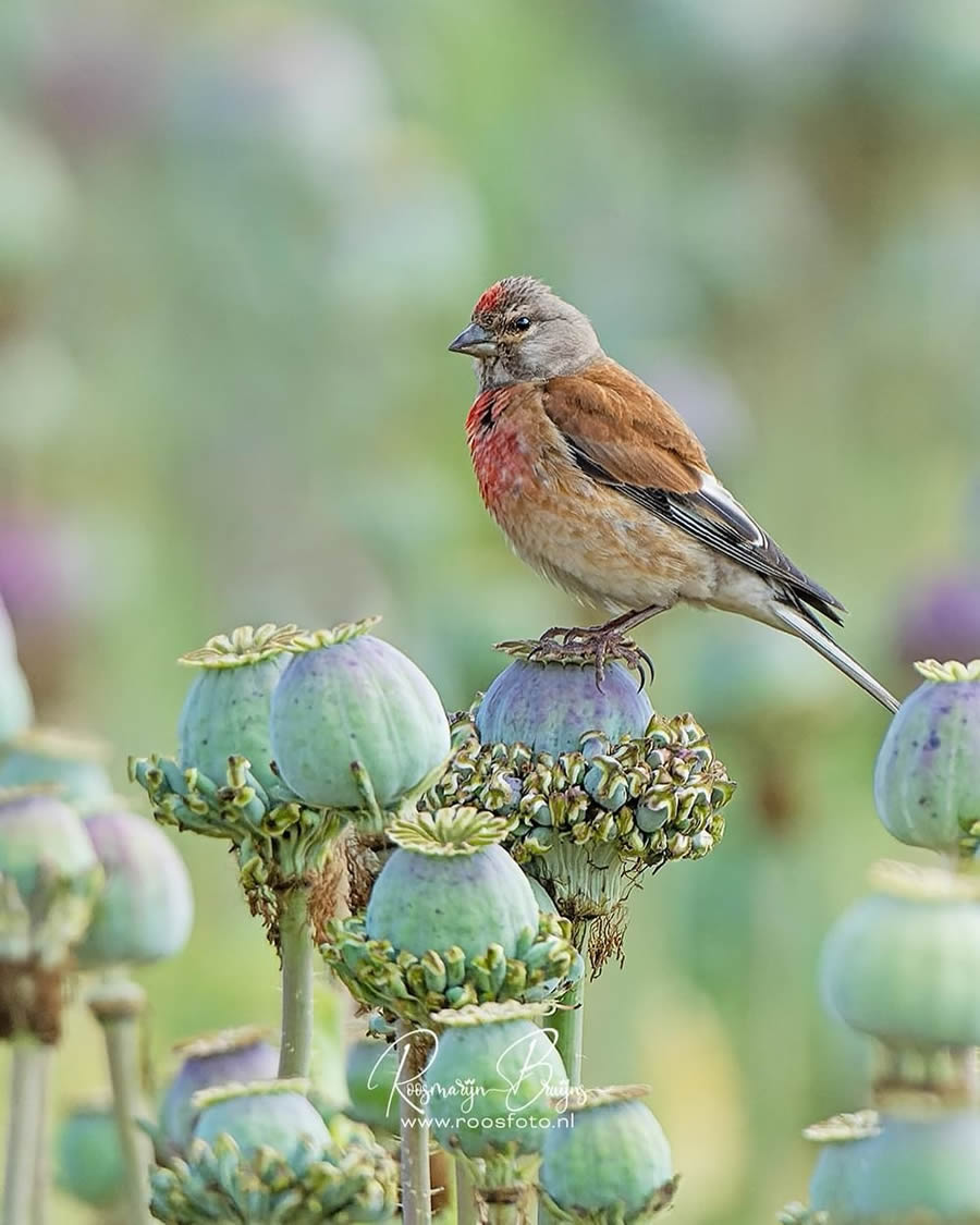 Beautiful Bird Photography By Roosmarijn Bruijns