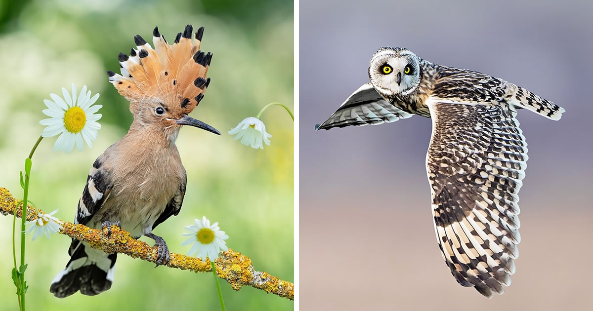 Dutch Photographer Roosmarijn Bruijns Captures Beautiful Photos of Birds in Their Natural Habitat