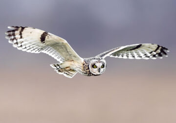 Beautiful Bird Photography By Roosmarijn Bruijns