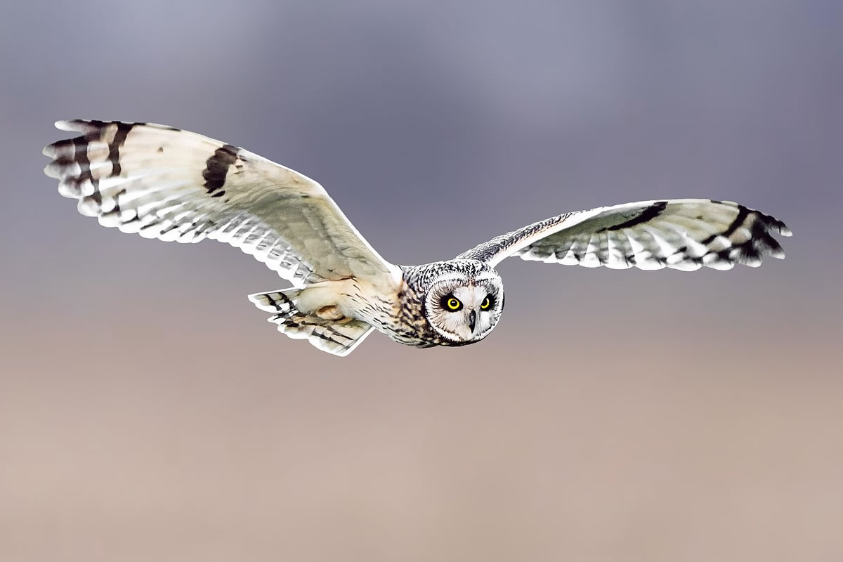 Beautiful Bird Photography By Roosmarijn Bruijns