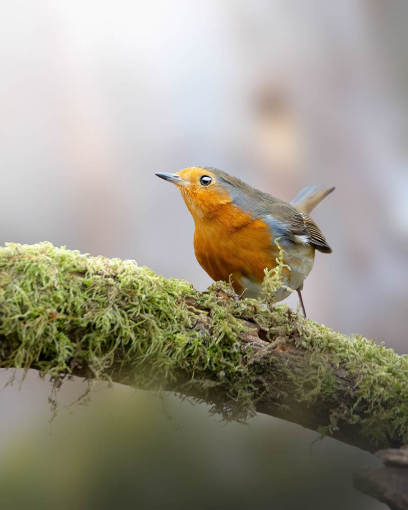 Stunning Bird Photography By Samuel Hazell