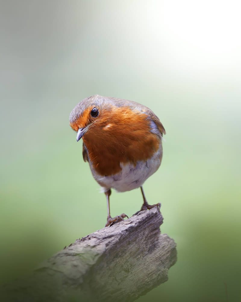 Stunning Bird Photography By Samuel Hazell