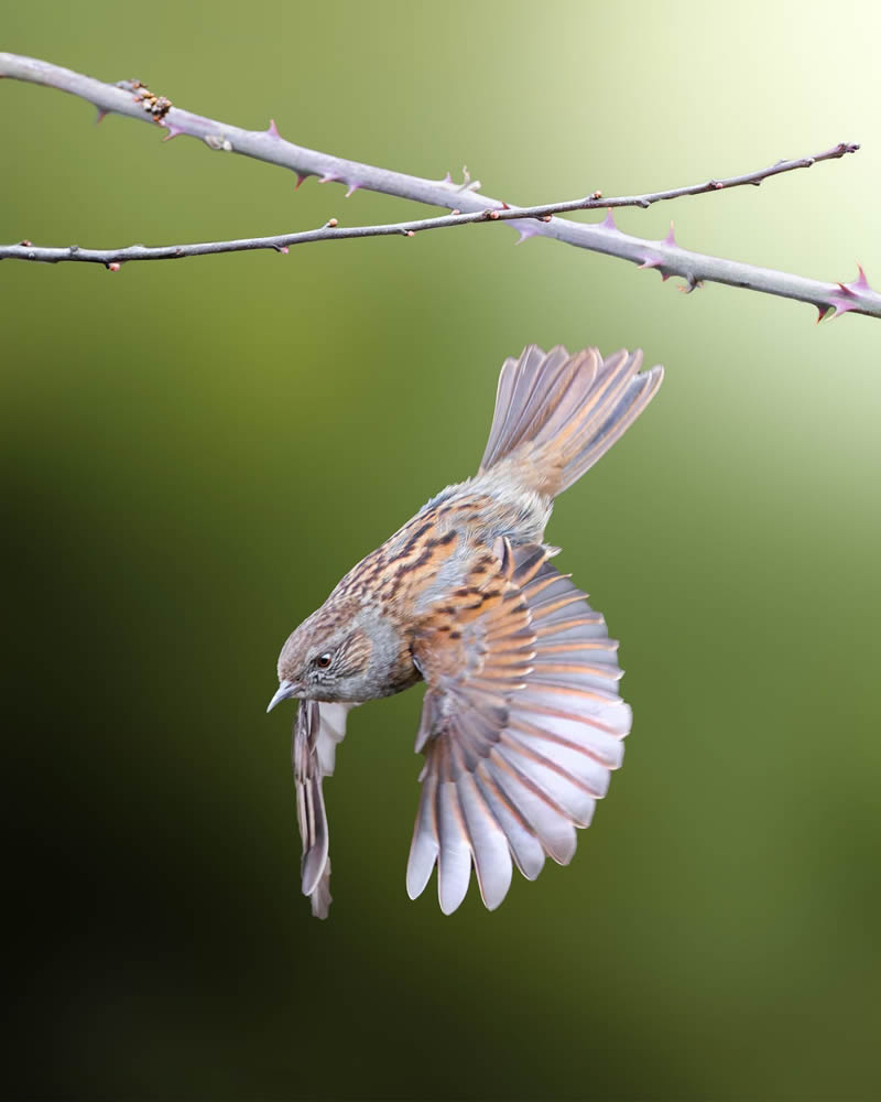 Stunning Bird Photography By Samuel Hazell