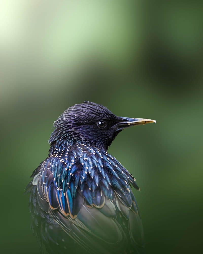 Stunning Bird Photography By Samuel Hazell