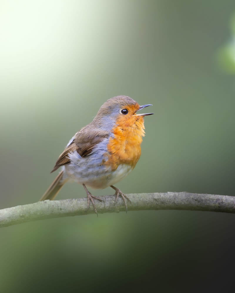 Stunning Bird Photography By Samuel Hazell