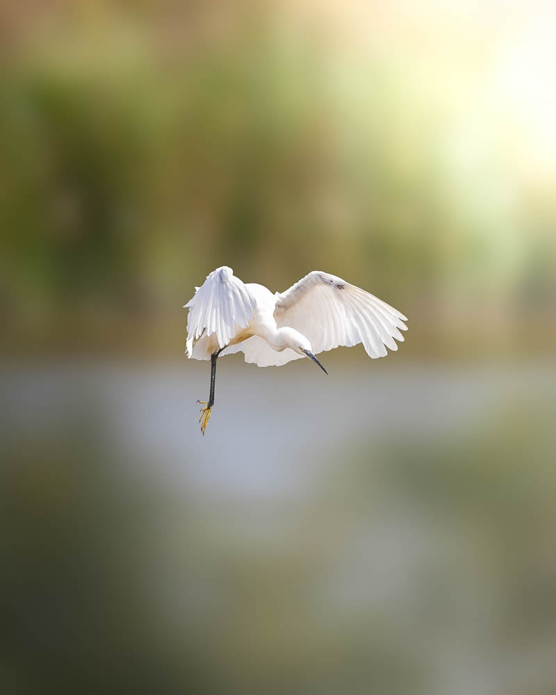 Stunning Bird Photography By Samuel Hazell