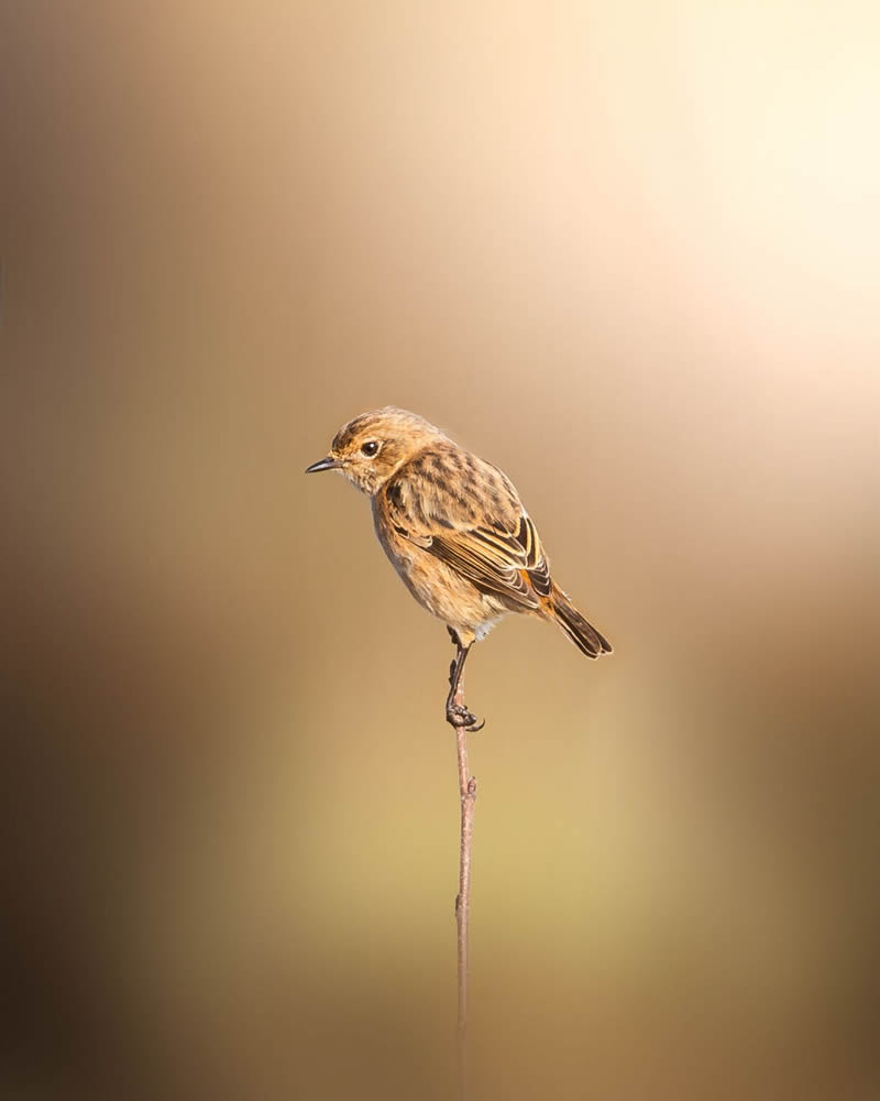 Stunning Bird Photography By Samuel Hazell