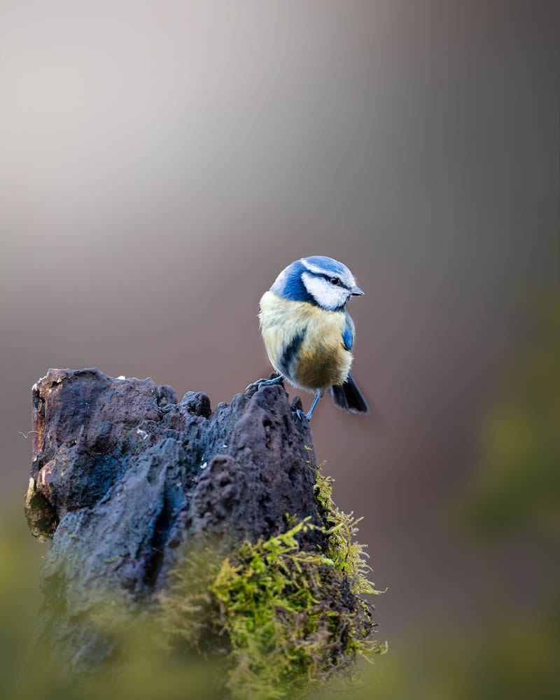 Stunning Bird Photography By Samuel Hazell