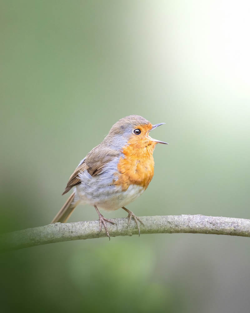 Stunning Bird Photography By Samuel Hazell