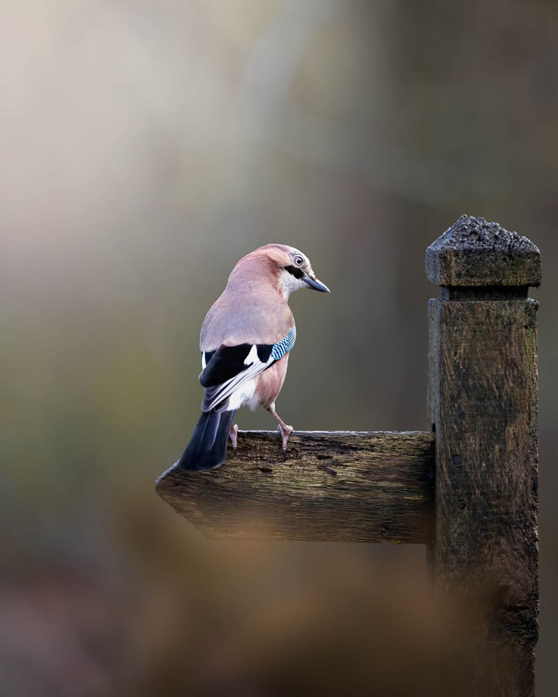 Stunning Bird Photography By Samuel Hazell