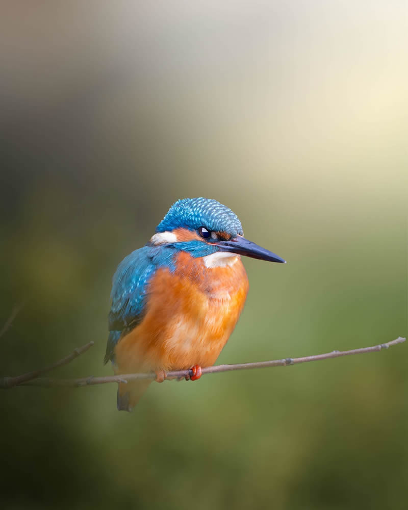 Stunning Bird Photography By Samuel Hazell