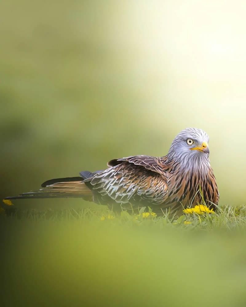 Stunning Bird Photography By Samuel Hazell