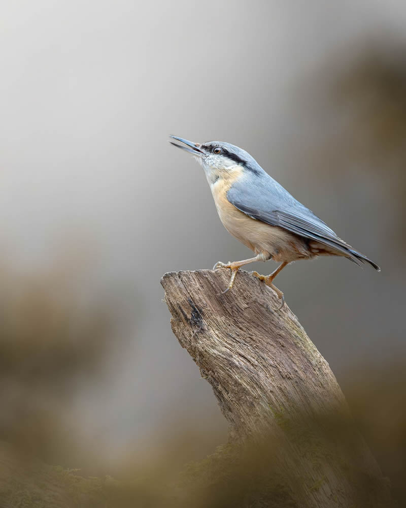 Stunning Bird Photography By Samuel Hazell