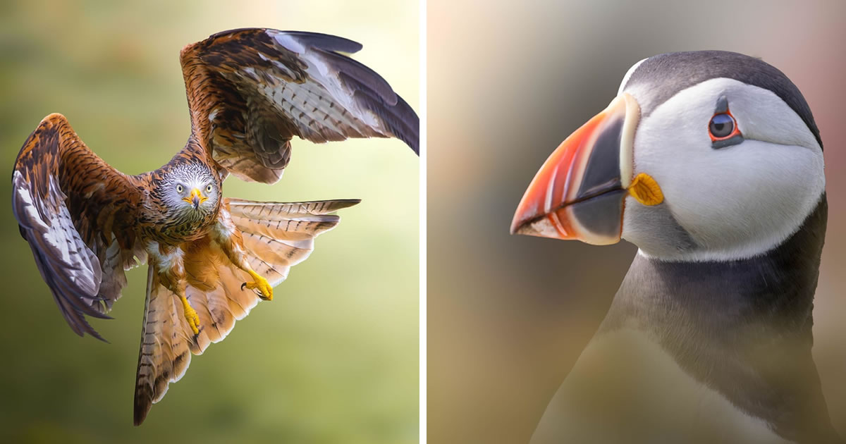 Photographer Samuel Hazell Captures Stunning Bird Photos That Will Leave You in Awe